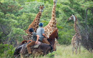 Ridesafari Sydafrika