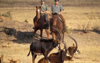 Ridesafari Sydafrika