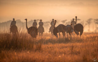 Ridesafari Sydafrika