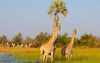 Rideferie Afrika