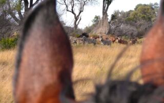Rideferie Afrika